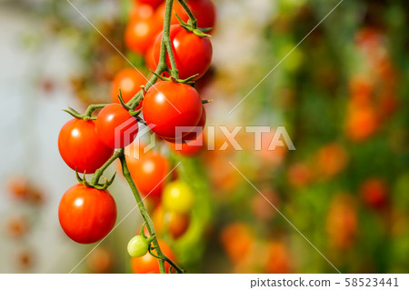 Image of fresh organic cherry tomatoes on tree 58523441