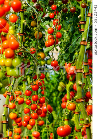Image of fresh organic cherry tomatoes on tree 58523443