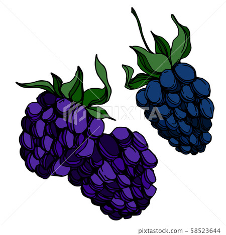 Vector Blackberry healthy food. Black and white engraved ink art. Isolated berry illustration 58523644