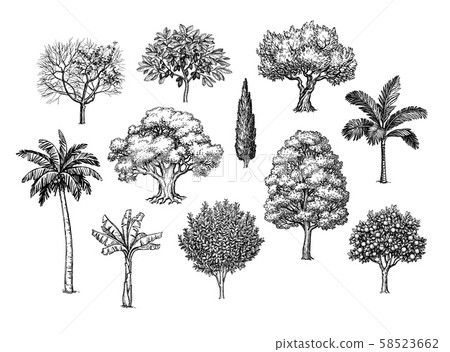 Ink sketch of trees. 58523662