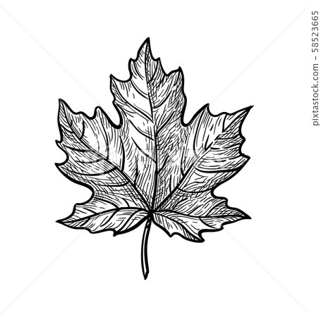 Ink sketch of maple leaf. Ink sketch of maple leaf. 58523665