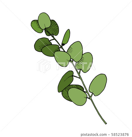 Vector Leaves branch. Black and white engraved ink art. Isolated branches illustration element. Vector Leaves branch. Black and white engraved ink art. Isolated branches illustration element. 58523876
