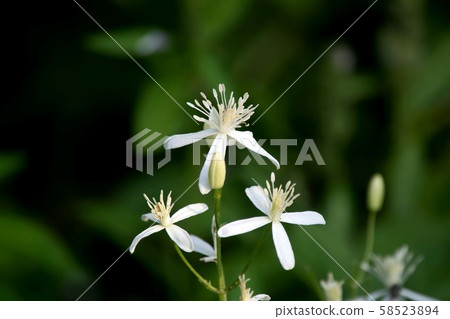 野草 野草 58523894