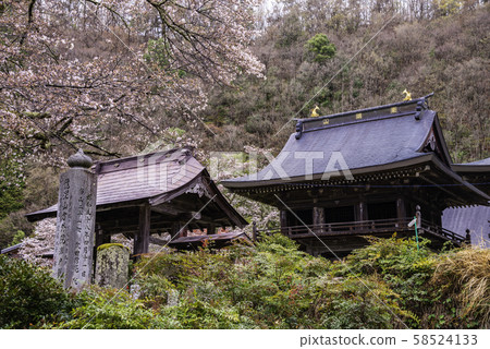 (山梨縣信濃町)靜Ho的山上,御殿寺,櫻花盛開的季節 (山梨縣信濃町)靜Ho的山上,御殿寺,櫻花盛開的季節 58524133