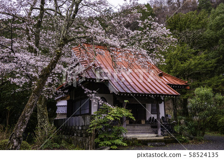(山梨縣信濃町)靜Ho的山上,御殿寺,櫻花盛開的季節 (山梨縣信濃町)靜Ho的山上,御殿寺,櫻花盛開的季節 58524135