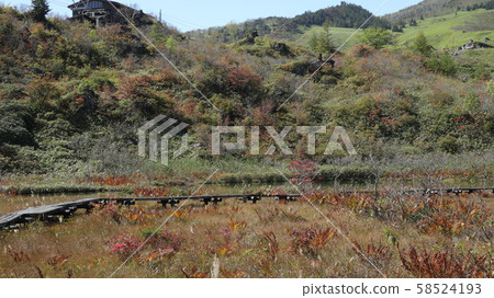 Autumn leaves of the pond 58524193