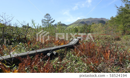 池塘里的秋葉 58524194