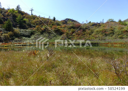 Autumn leaves of the pond 58524199