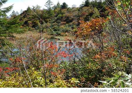 Autumn leaves of the pond 58524201