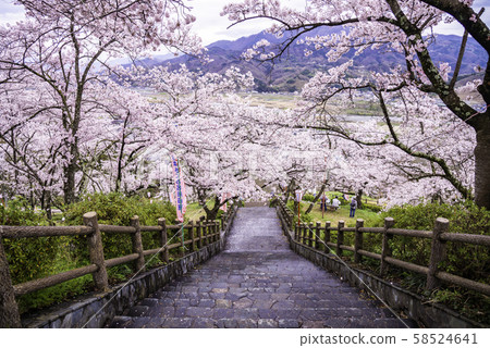 (Yamanashi Prefecture) Sakura (Yamanashi Prefecture) Sakura 58524641