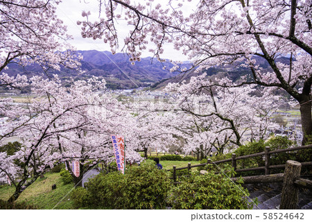 (Yamanashi Prefecture) Sakura 58524642