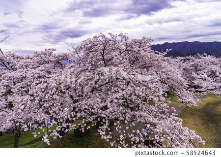(Yamanashi Prefecture) Sakura 58524643
