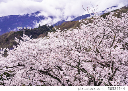 (Yamanashi Prefecture) Sakura 58524644