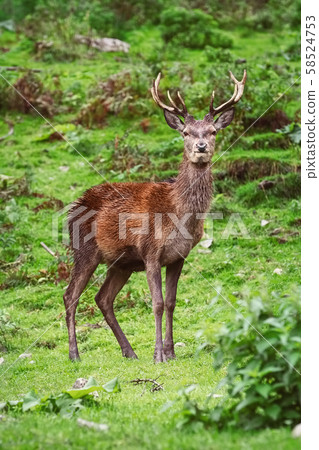 Deer Standing on the Grass 58524753