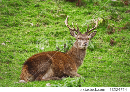Deer Rest on the Grass 58524754