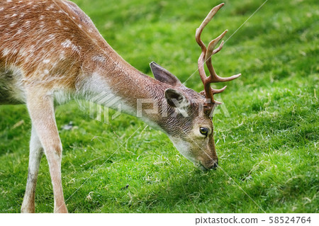 Deer on the Pasture Deer on the Pasture 58524764
