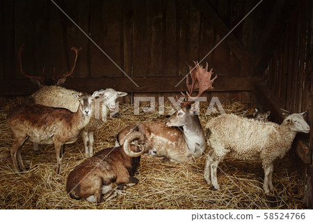Animals in the barn Animals in the barn 58524766