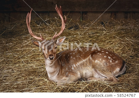 Deer on the Hay 58524767