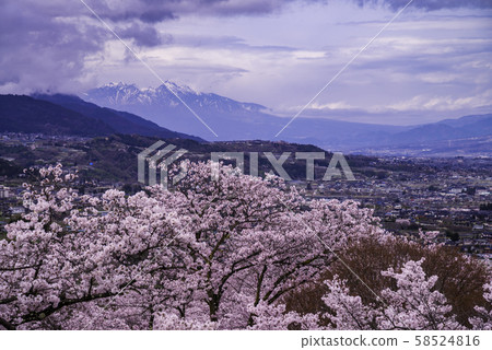 （山梨縣）大後石公園櫻花，甲府盆地和南阿爾卑斯山 58524816