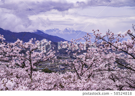（山梨縣）大後石公園櫻花，甲府盆地和南阿爾卑斯山 58524818