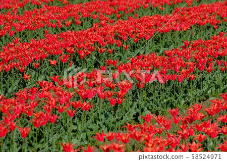 Red Tulip Aladdin 58524971
