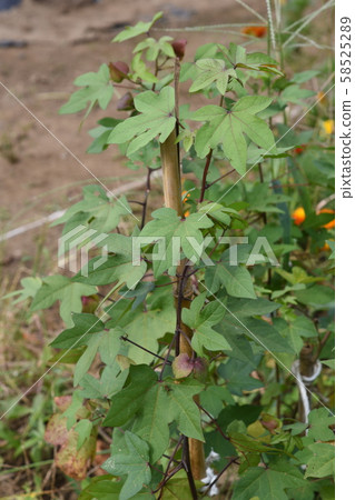 Cotton cultivation 58525289