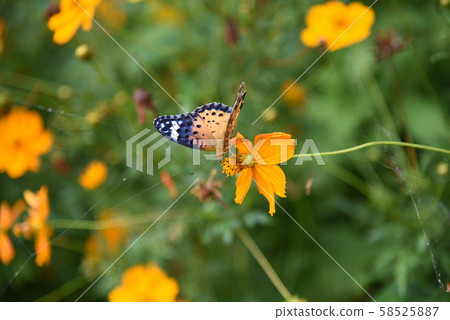 Kibana cosmos and butterfly Kibana cosmos and butterfly 58525887