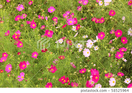 Autumn of Cosmos Road in Saku City (1) Autumn of Cosmos Road in Saku City (1) 58525964