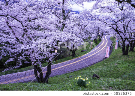 (Yamanashi Prefecture) Daihoshi Sakura Festival Lights up 58526375