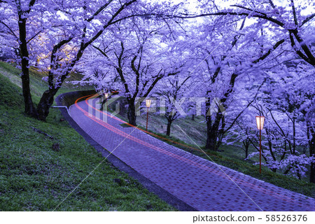 (Yamanashi Prefecture) Daihoshi Sakura Festival Lights up 58526376
