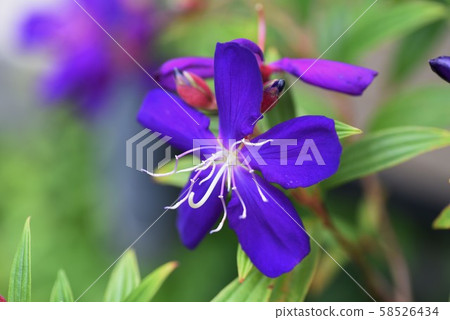 Shikonno按鈕 Shikonno按鈕 58526434