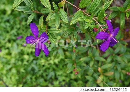 Shikonno按鈕 58526435