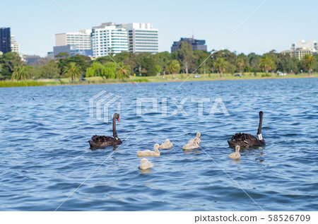 天鵝黑天鵝動物鳥 58526709