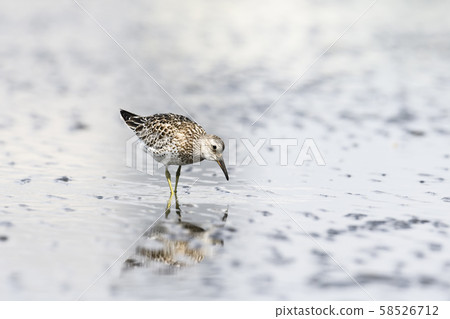 Yellow-tailed young bird 58526712