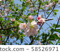 Cherry Blossoms	 58526971