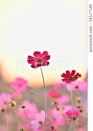 日落時波斯菊 日落時波斯菊 58527186