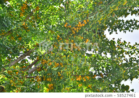 Yellow ripening ginkgo fruit Yellow ripening ginkgo fruit 58527461