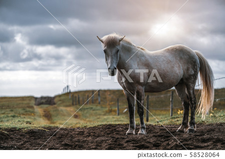 Icelandic horse in scenic nature of Iceland. 58528064