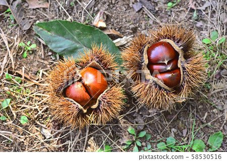 Chestnut fruit of chestnut, a representative autumn fruit of Korea Chestnut fruit of chestnut, a representative autumn fruit of Korea 58530516