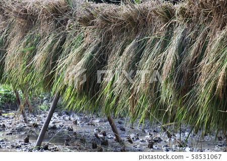 Inagi Inagi 58531067