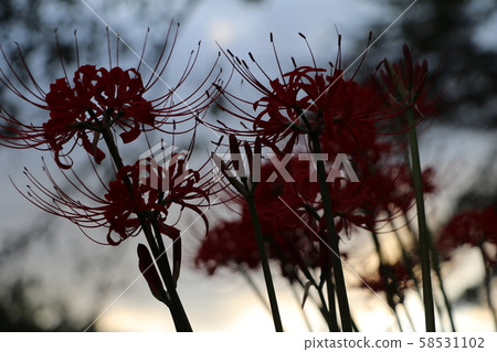 Cluster amaryllis Cluster amaryllis 58531102