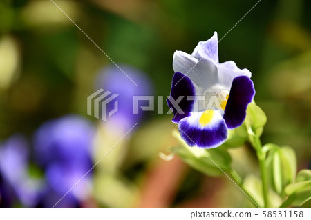Torenia Torenia 58531158