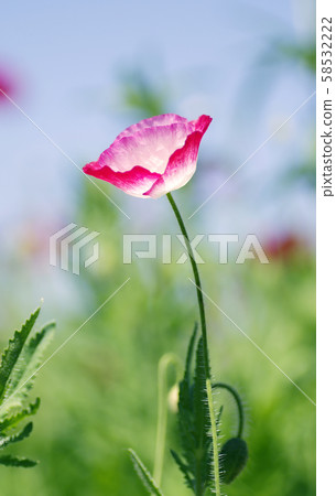 Chirley Poppy 58532222