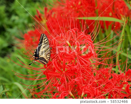 舊世界燕尾 58532466