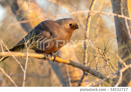 A grey lourie -Corythaixoides concolor sitting on a tree. 58532727