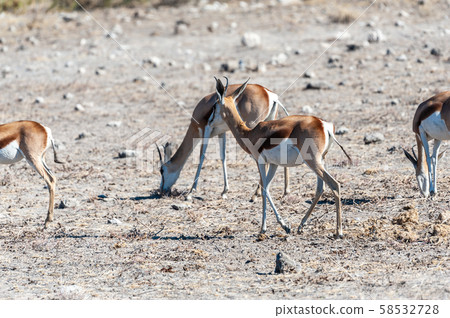 Impalas in Etosha National Park Impalas in Etosha National Park 58532728