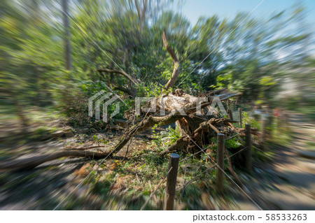 Fallen tree Fallen tree 58533263