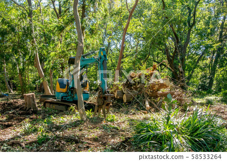 Fallen tree Fallen tree 58533264