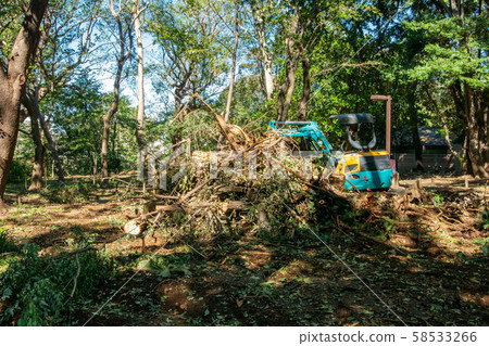 Fallen tree Fallen tree 58533266