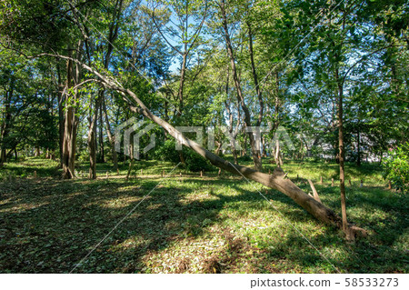 倒下的樹 58533273